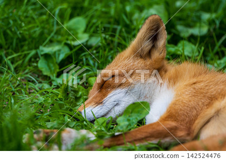 Kita fox to take a nap Kita fox to take a nap 142524476