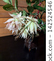 Small flowers 142524546