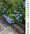 Small flowers 142524547