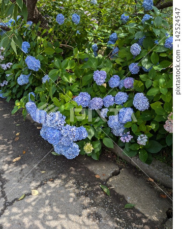 小花 小花 142524547