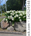 Small flowers 142524548
