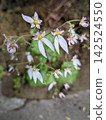 Small flowers 142524550