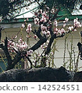 Small flowers 142524551