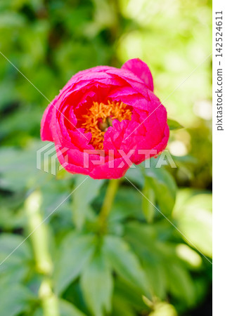 Pink Cytherea Peony Flower Blooming In Garden Pink Cytherea Peony Flower Blooming In Garden 142524611