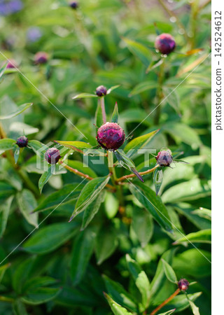 Closed Flower Buds of Purple Kansas Peony in Garden 142524612