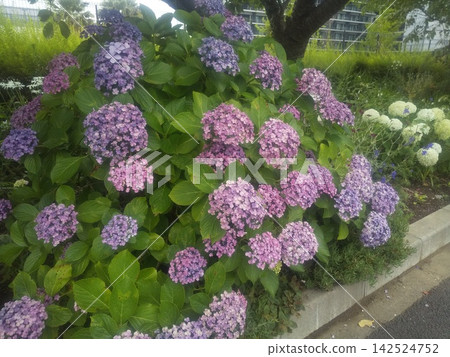 紫色繡球花 紫色繡球花 142524752