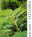Plants and reptiles 142524802