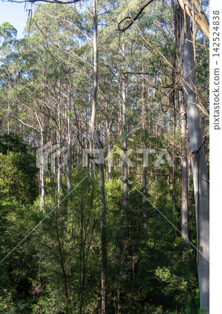 Eucalyptus forest in Great Otway National Park, Australia 142524838