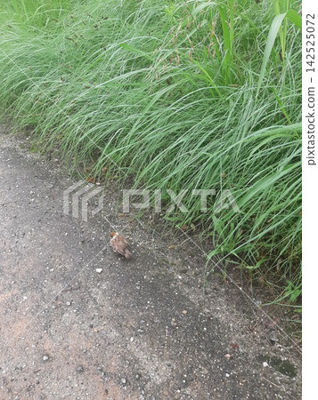 Grass, green grass, sparrows Grass, green grass, sparrows 142525072