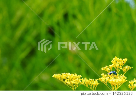 綠色背景和杜鵑蜂的黃色花朵 綠色背景和杜鵑蜂的黃色花朵 142525153