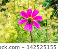 Cosmos and Core ohanamuguri 142525155