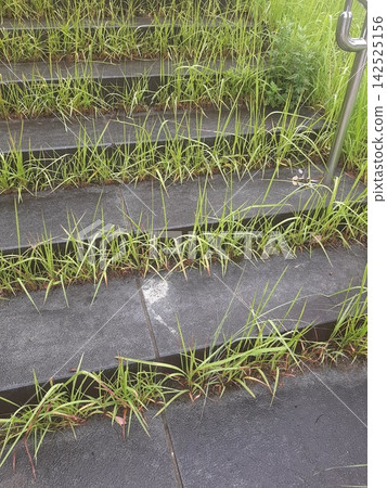 Weeds on the stone steps, weeds, stone steps Weeds on the stone steps, weeds, stone steps 142525156