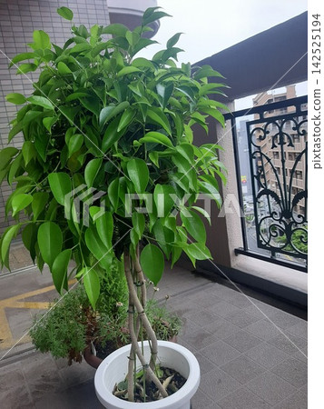 室內植物景觀：榕樹 142525194