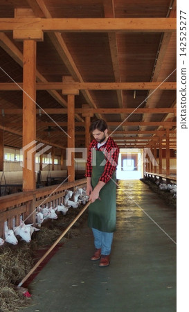 Vertical video. Young worker caring for goats. Organic farming concept. Vertical video. Young worker caring for goats. Organic farming concept. 142525277