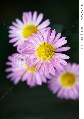 小菊花,淡紅紫色花朵 小菊花,淡紅紫色花朵 142525710