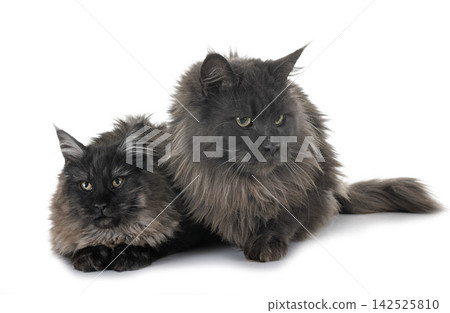 maine coon cats maine coon cats 142525810