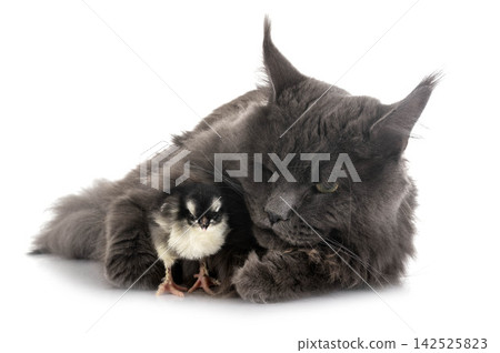 maine coon cat and chick maine coon cat and chick 142525823