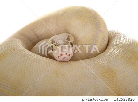 Ball python in studio Ball python in studio 142525826