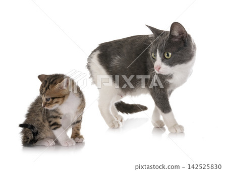 moggy kitten and cat moggy kitten and cat 142525830