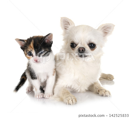 moggy kitten and chihuahua moggy kitten and chihuahua 142525833