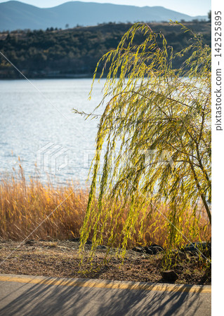 Weeping willow glows beside calm lake and dry reeds in sunny late autumn mountain landscape Weeping willow glows beside calm lake and dry reeds in sunny late autumn mountain landscape 142525895