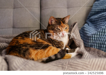 Calico cat resting on soft woolen blanket and cushions on a comfortable sofa at home 142525896