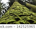 Mossy wood 142525965