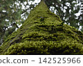 Mossy wood 142525966