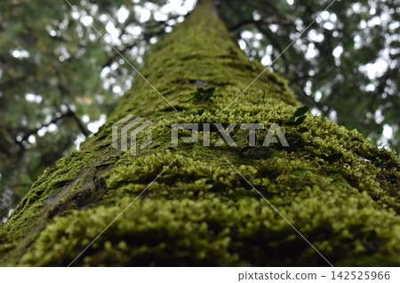 Mossy wood Mossy wood 142525966