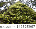Mossy wood 142525967