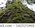 Tree with moss 142525968