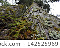 Tree with moss 142525969