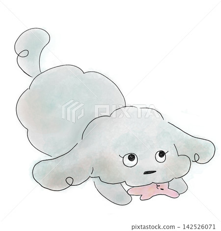一隻玩具貴賓犬一邊玩玩具一邊盯著鏡頭。 一隻玩具貴賓犬一邊玩玩具一邊盯著鏡頭。 142526071