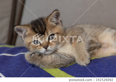 Close portrait of a kitten resting with paws together on a sofa pillow Close portrait of a kitten resting with paws together on a sofa pillow 142526092
