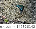 A swallowtail butterfly drinking water from a rock. 142526142