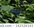 A swallowtail butterfly rests its wings on a leaf. 142526143