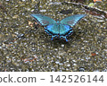 Water Swallowtail Swallowtail 142526144