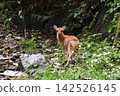 A wild deer encountered in the mountains 142526145