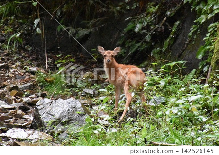 在山裡遇到的一隻野生鹿 在山裡遇到的一隻野生鹿 142526145