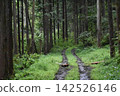 Forest road deep in the mountains 142526146