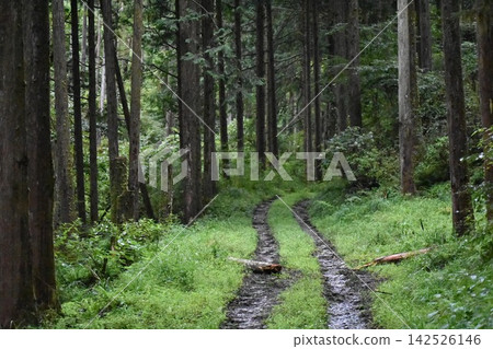 大山深處的林間小路 大山深處的林間小路 142526146