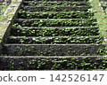 Moss-covered steps of a shrine 142526147