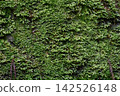 Mossy wood 142526148