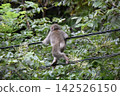 A small monkey running along the power lines 142526150