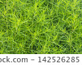 Lush green Kochia scoparia plant texture background. Close up of summer cypress foliage, vibrant natural pattern for fresh botanical design. 142526285