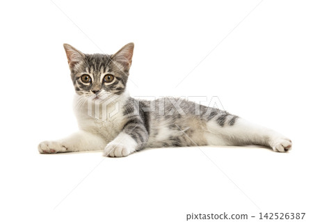 Tabby and white kitten lying Tabby and white kitten lying 142526387