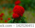 碩大的紅色雞冠花 142526451