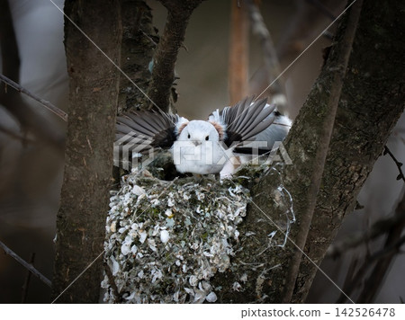 A long-tailed tit flapping its wings above its nest (Hokkaido) A long-tailed tit flapping its wings above its nest (Hokkaido) 142526478