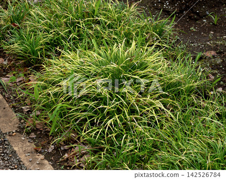 Medicinal plant: Ophiopogon japonicus Medicinal plant: Ophiopogon japonicus 142526784