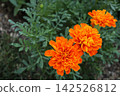 Orange marigold flowers (copy space available) 142526812